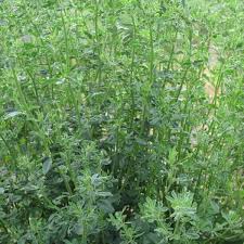 Attēlu rezultāti vaicājumam “Medicago sativa subsp. falcata fruit”