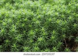 Attēlu rezultāti vaicājumam “Syntrichia ruralis var. ruralis sporophyte”