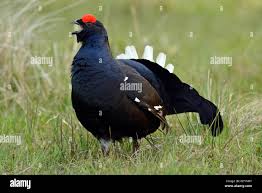 Image result for Tetrao tetrix