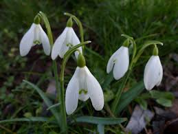 Attēlu rezultāti vaicājumam “Galanthus nivalis leaf”