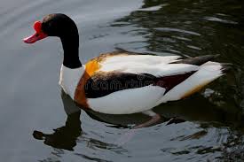 Attēlu rezultāti vaicājumam “Tadorna tadorna”