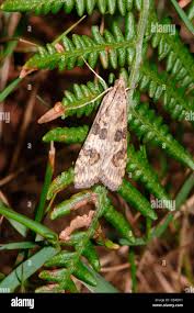 Attēlu rezultāti vaicājumam “Nomophila noctuella”