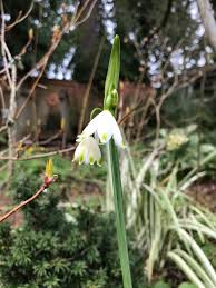 Attēlu rezultāti vaicājumam “Leucojum vernum var. vernum flower”