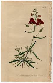 Image result for Alonsoa linearis