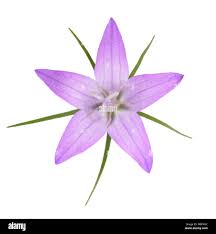 Image result for Campanula rapunculus