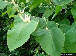 Attēlu rezultāti vaicājumam “Reynoutria sachalinensis leaf”