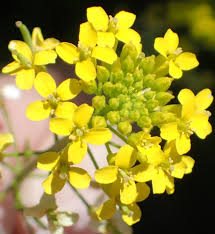 Attēlu rezultāti vaicājumam “Erysimum cheiranthoides flower”