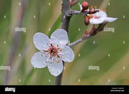 Attēlu rezultāti vaicājumam “Cerasus bud”