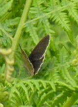 Attēlu rezultāti vaicājumam “Aphantopus hyperantus underside”
