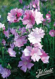 Image result for Malva alcea