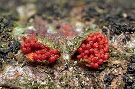 Attēlu rezultāti vaicājumam “Nectria cinnabarina”