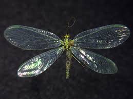 Attēlu rezultāti vaicājumam “Chrysopa”