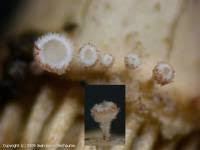 Attēlu rezultāti vaicājumam “Lachnum corticale”