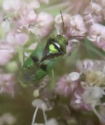 Attēlu rezultāti vaicājumam “Orthops campestris”