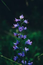 Attēlu rezultāti vaicājumam “Echium vulgare flower”