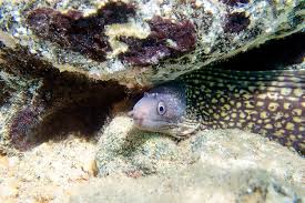 Image result for Muraena helena