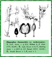 Attēlu rezultāti vaicājumam “Hippophae rhamnoides female flower”