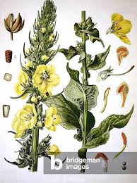Image result for Verbascum densiflorum