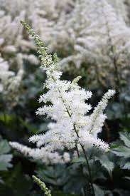 Attēlu rezultāti vaicājumam “Astilbe chinensis leaf”