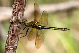 Attēlu rezultāti vaicājumam “Cordulia aenea”