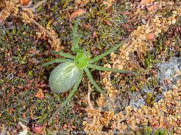 Attēlu rezultāti vaicājumam “Micrommata virescens”