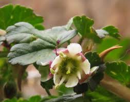 Attēlu rezultāti vaicājumam “Ribes uva-crispa”