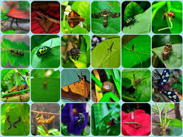 Attēlu rezultāti vaicājumam “Insecta”