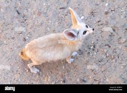 Attēlu rezultāti vaicājumam “Vulpes zerda”