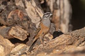Image result for Emberiza cia