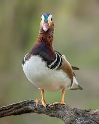 Attēlu rezultāti vaicājumam “Aix galericulata male”