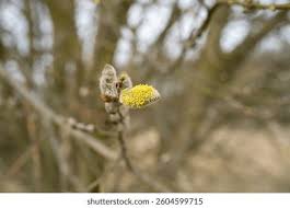 Attēlu rezultāti vaicājumam “Salix cinerea male flower”
