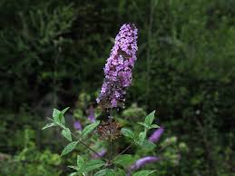 Image result for Buddleja davidii