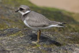 Attēlu rezultāti vaicājumam “Charadrius hiaticula adult”