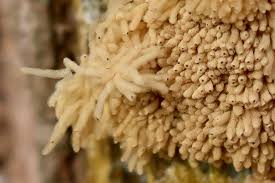 Attēlu rezultāti vaicājumam “Arcyria affinis”