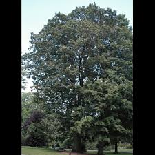 Attēlu rezultāti vaicājumam “Quercus rubra”