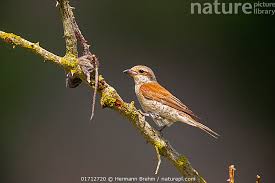 Attēlu rezultāti vaicājumam “Lanius collurio”