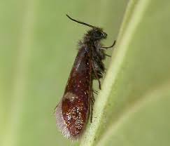 Attēlu rezultāti vaicājumam “Eriocraniidae”