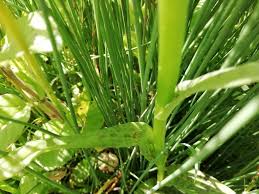 Attēlu rezultāti vaicājumam “Dactylorhiza maculata leaf”