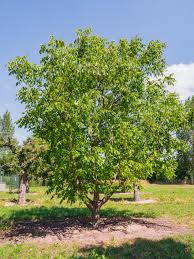 Attēlu rezultāti vaicājumam “Juglans regia”