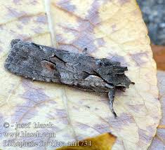 Attēlu rezultāti vaicājumam “Lithophane furcifera”
