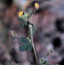 Attēlu rezultāti vaicājumam “Medicago lupulina leaf”