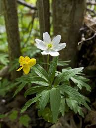 Attēlu rezultāti vaicājumam “Anemone ranunculoides flower”