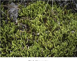 Attēlu rezultāti vaicājumam “Jungermannia subulata”