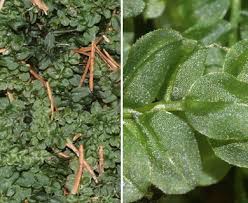 Attēlu rezultāti vaicājumam “Plagiomnium affine”