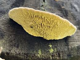 Attēlu rezultāti vaicājumam “Daedalea quercina”