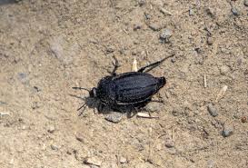 Attēlu rezultāti vaicājumam “Phosphuga atrata”