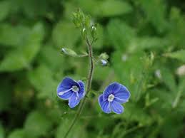 Attēlu rezultāti vaicājumam “Veronica chamaedrys leaf”