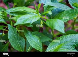 Attēlu rezultāti vaicājumam “Scopolia carniolica”