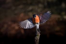 Attēlu rezultāti vaicājumam “Pyrrhula pyrrhula male”