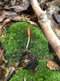 Attēlu rezultāti vaicājumam “Cordyceps ophioglossoides”